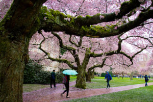 The University of Washington. (Photo by hjl via Flickr.)