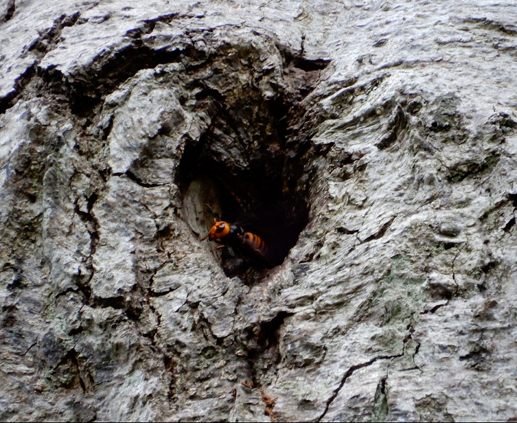 An Asian giant hornet emerges from a tree trunk in Whatcom County, Washington state in September 2021.