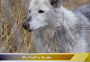 Wolf Conflict Update 2
