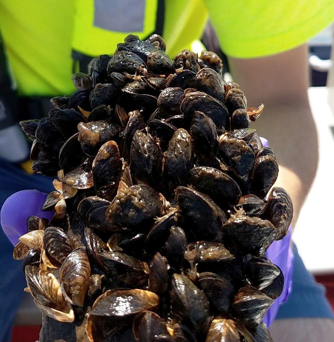 “The Impact”: Invasive Mussels, Murder Hornets, Sunburn Plant, Sunshine Week  