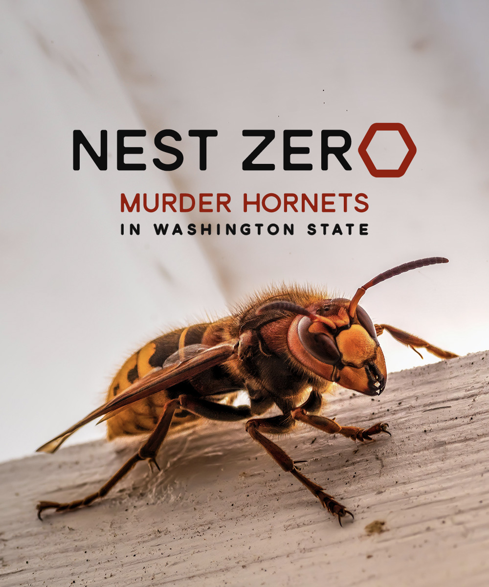Nest Zero – Murder Hornets in Washington State artwork